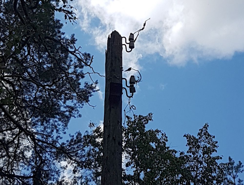 Спорт и светосила На трассе Лыжной базы заменят устаревшие фонари