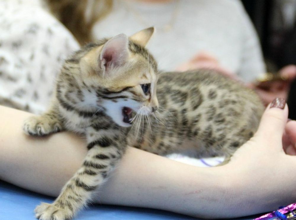 "������ �����" ����� �� ������ �������� WCF ������������� �� ��������� ��������