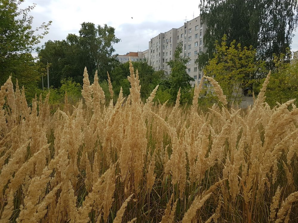 Попробовал землю