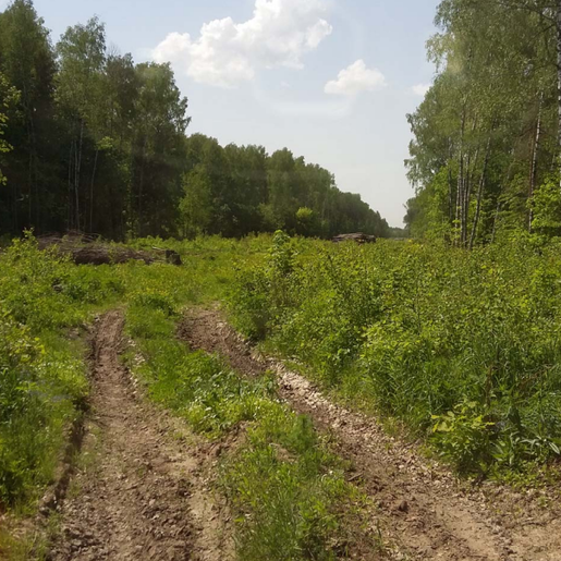 Лихачи на старте В лесу начали укатывать полотно новой областной дороги
