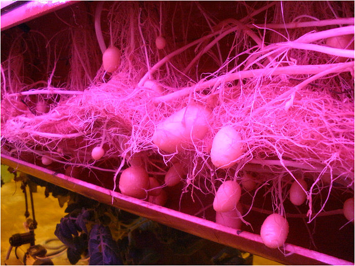 ����������� - ���������� ����������� �� ���� ������� ����������� ��������� ��������