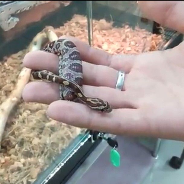 Класс чешуйчатых В контактный мини-зоопарк завезли ручных змей