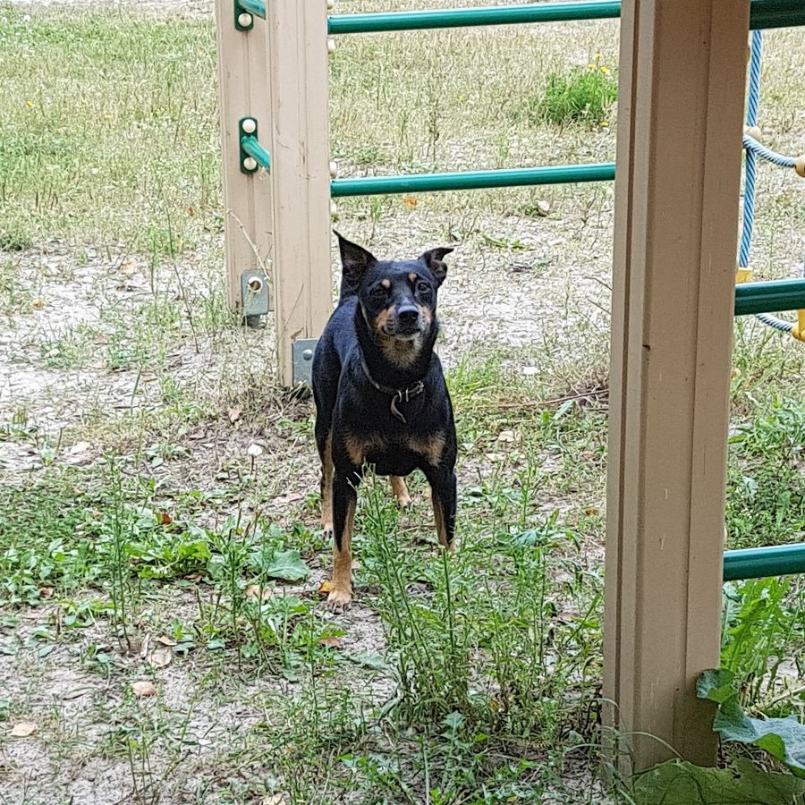 Д - Дрессировщик Клуб собаководов переехал в новое помещение