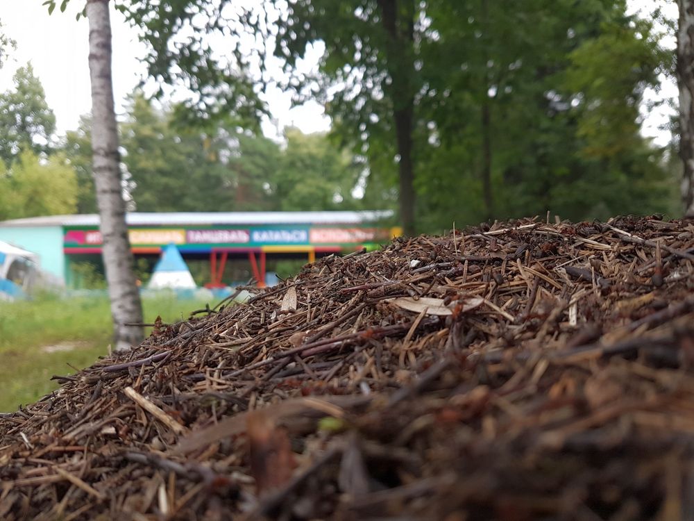 ����������� ������� ����������� ������������ ���������� ���� ����� ������� ���������������