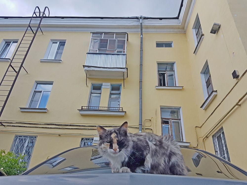 Если кашляет собака В ветлечебнице бесплатно проверят питомцев на дирофиляриоз