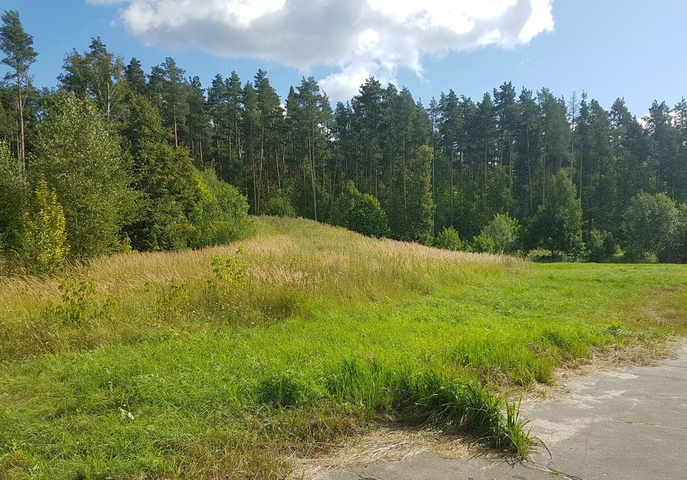 За красными линиями Под поликлинику отдадут пять тысяч квадратов леса