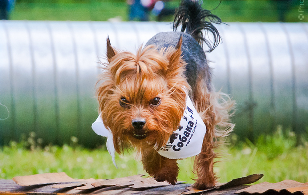 ��, ���� ��������� � ���������� ������� ��������� �������������� ��������