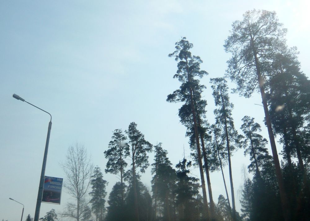 Ежей не трогать У падших неделю назад лис подтвердили бешенство