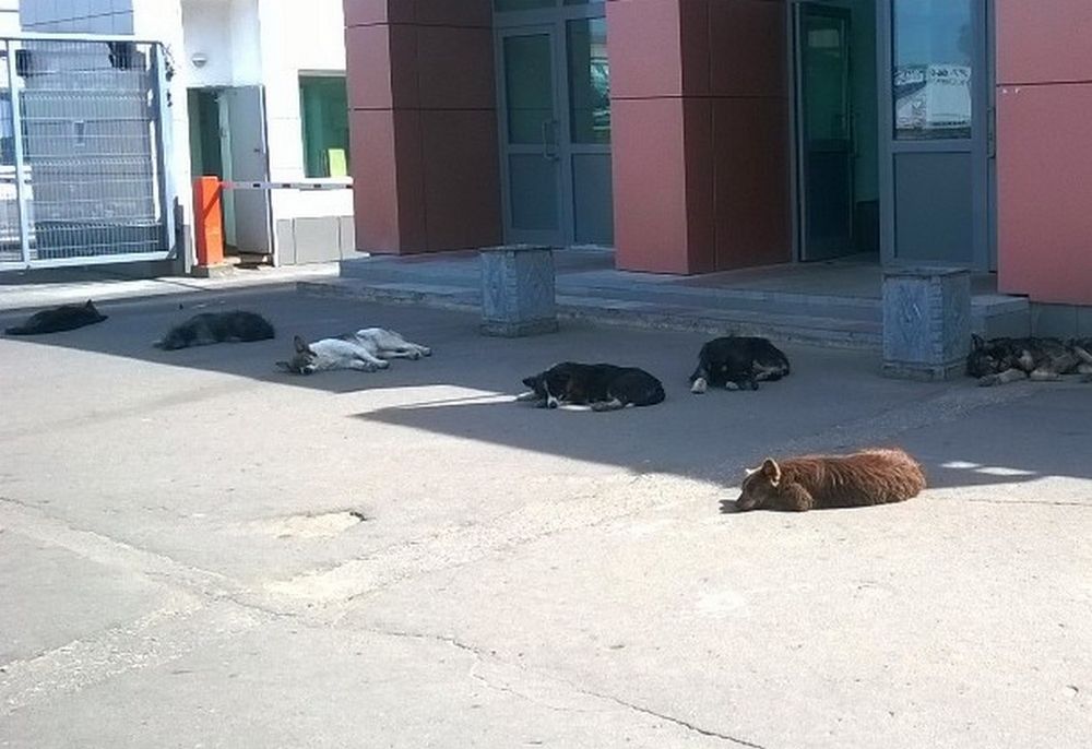 ������ ��������� 