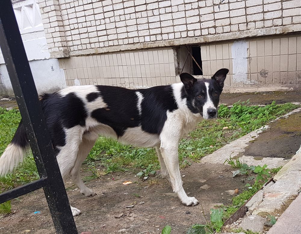 Без рецидивов В ветеринарном управлении рассказали о снятии изоляции